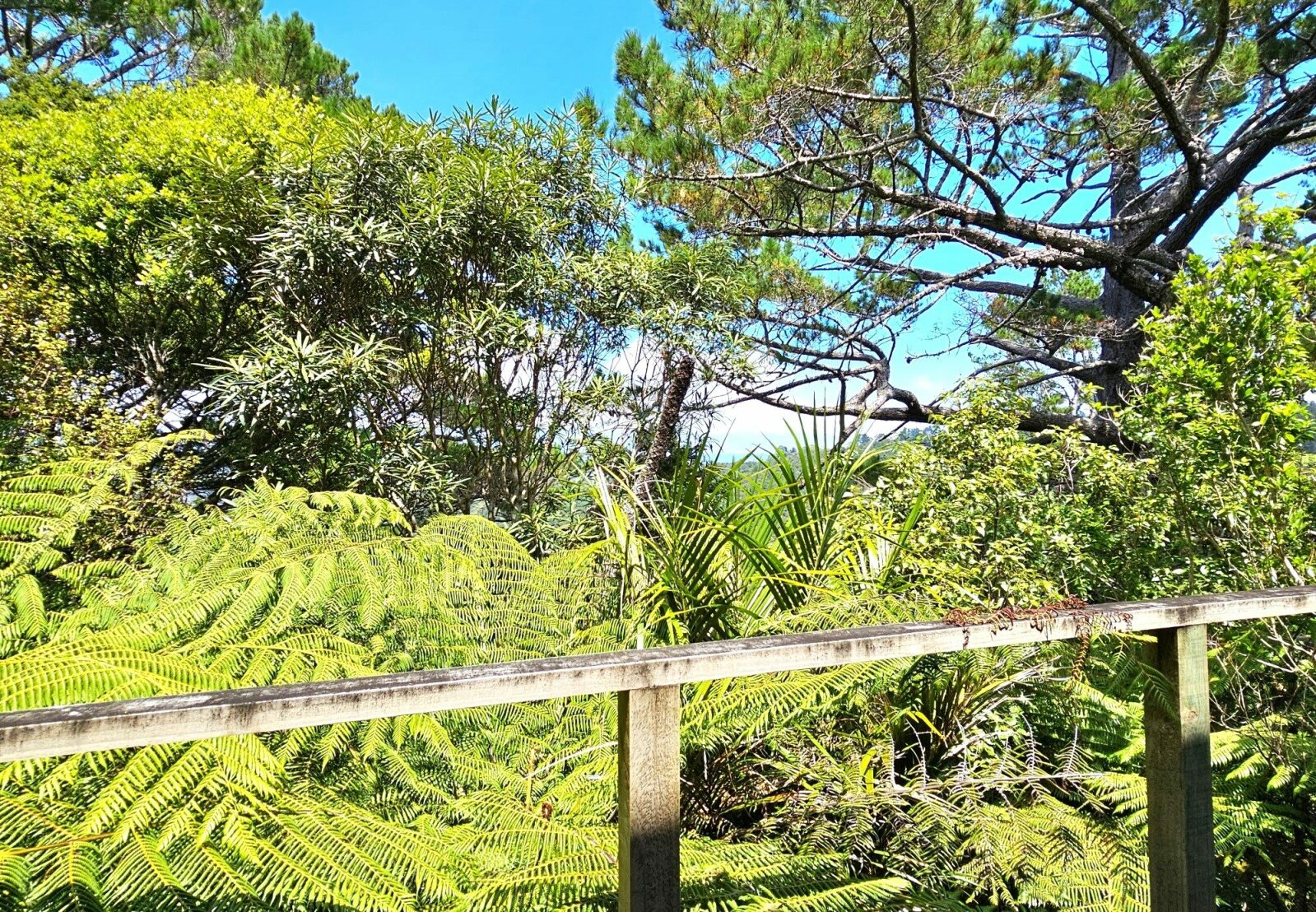 Kohukohu Bush Cottage