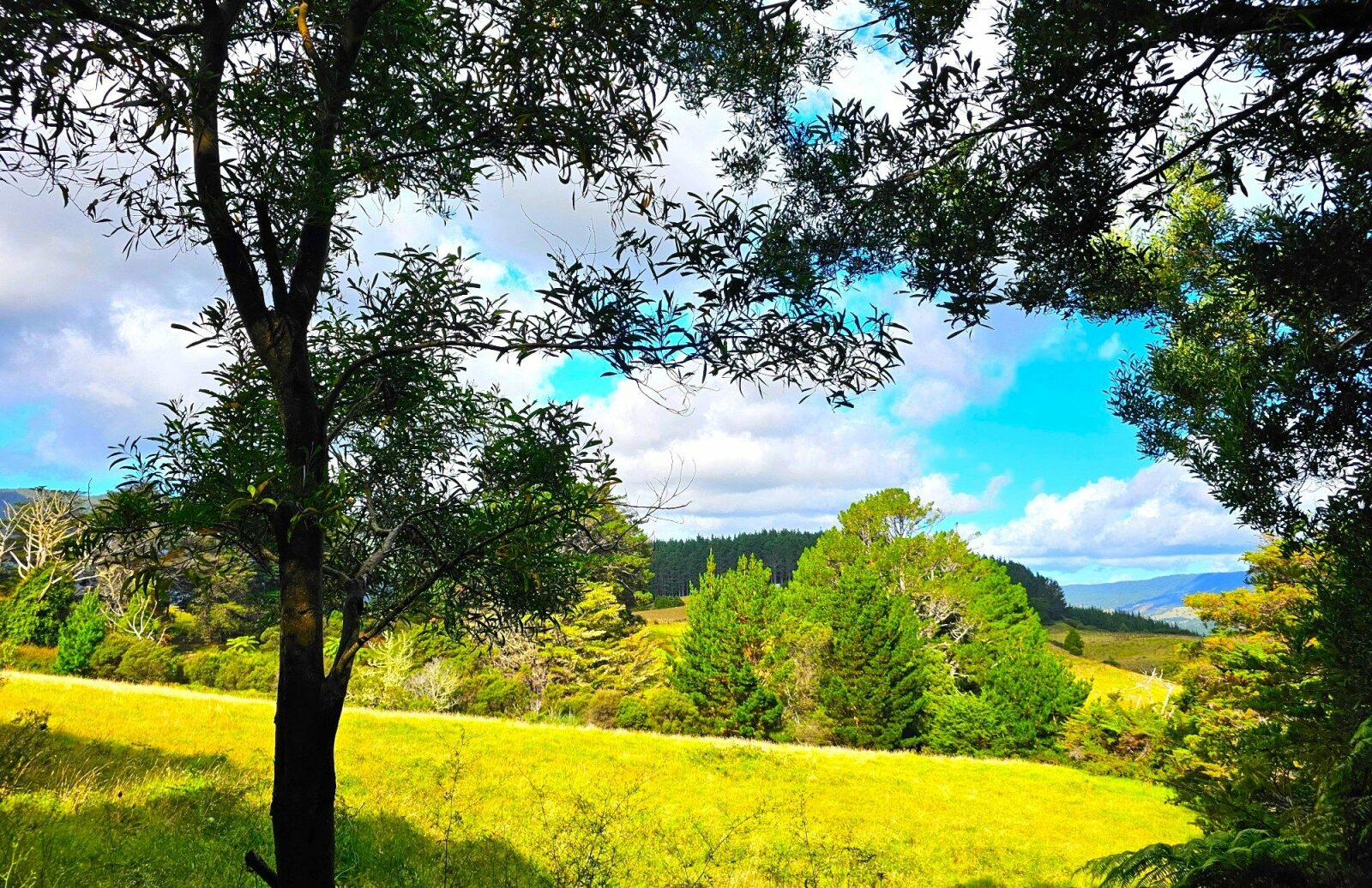 Rural Lifestyle With West Coast Ocean Views