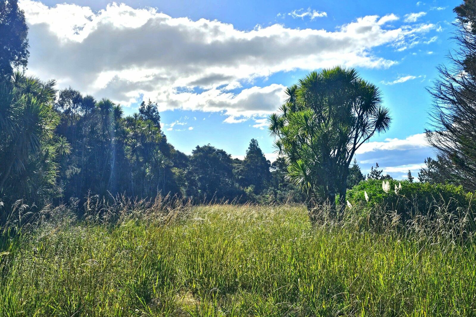 Hokianga 