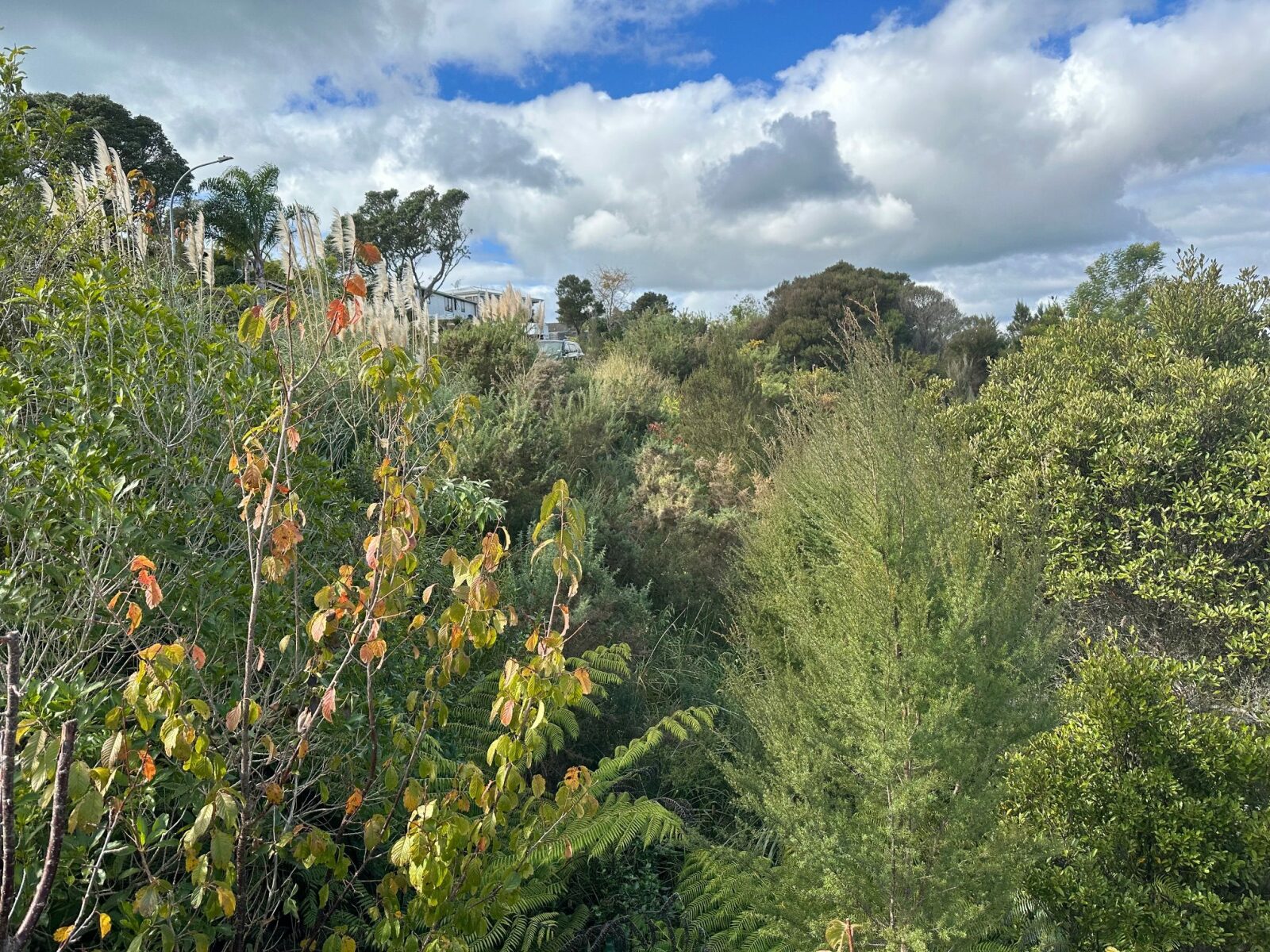 2911sqm section with NO COVENANTS