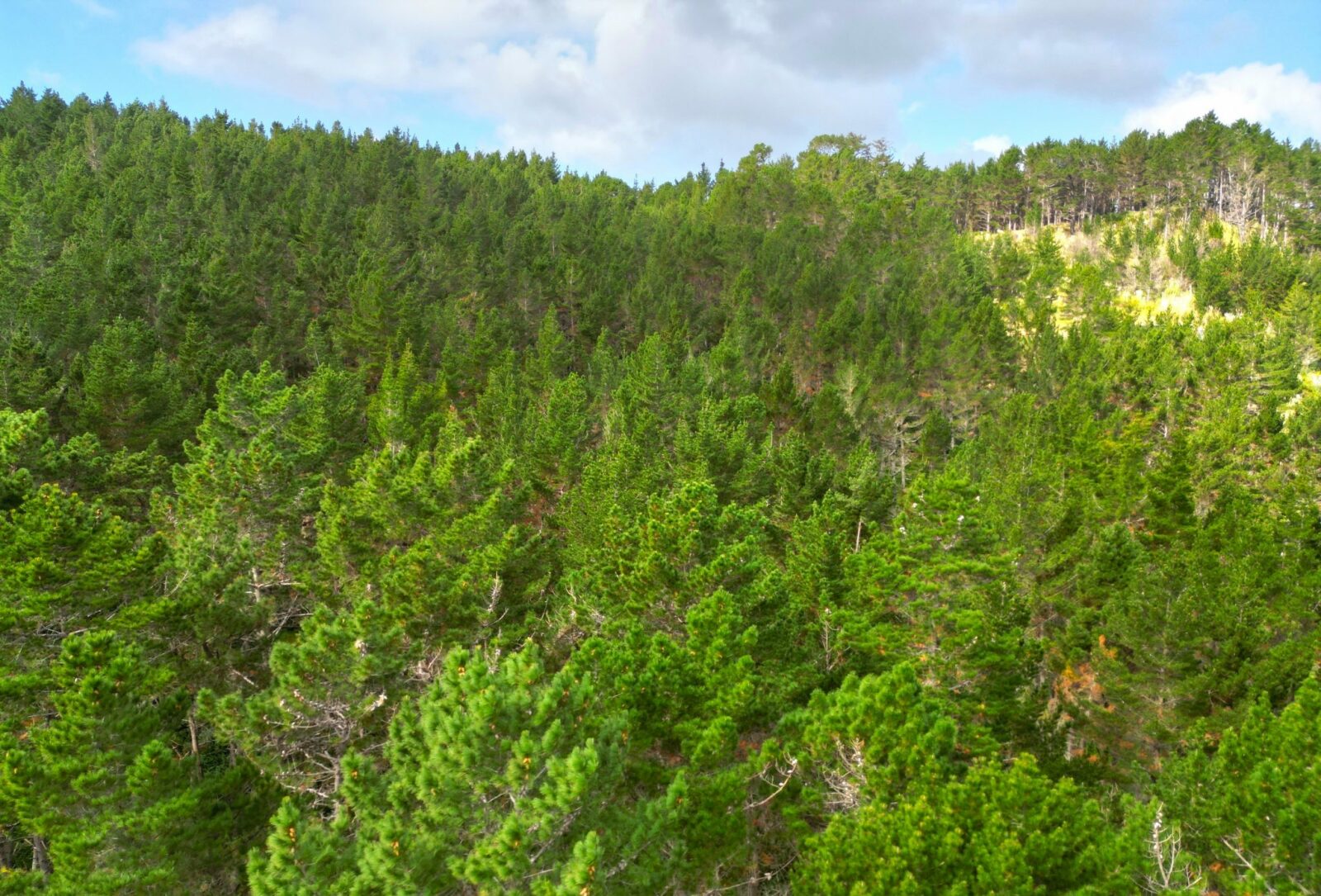 Lifestyle and Forestry, Prime Pine Block