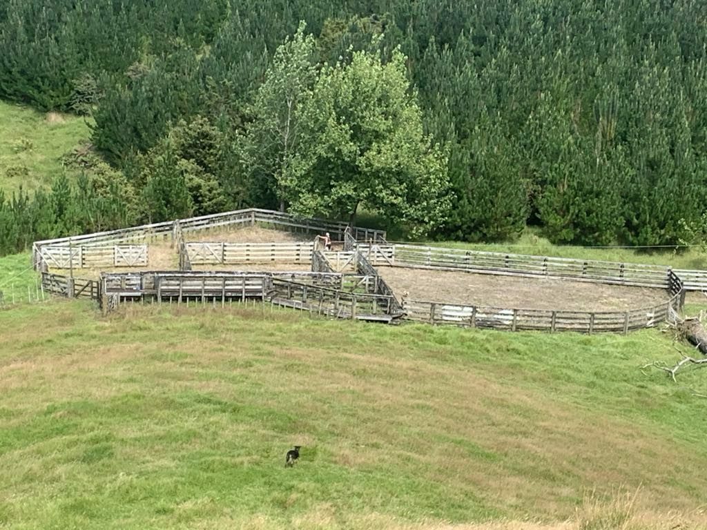 Horse/Cattle Breeding Stud, Home & Infrastructure