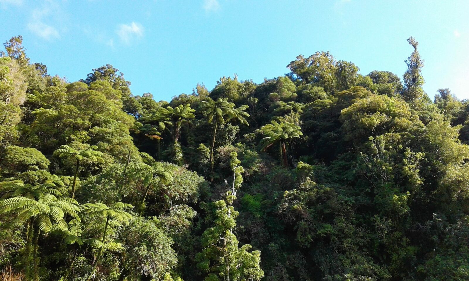 West Coast Rural Lifestyle Awaits!