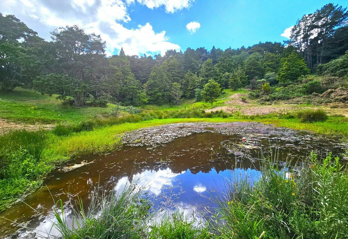 Picturesque 1.23ha Lifestyle Block – Stunning Rural & Mountain Views