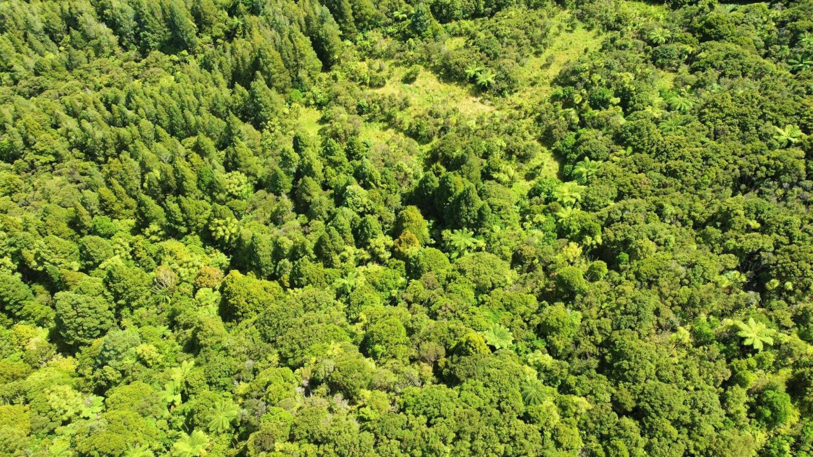 Coastal Lifestyle with Pristine Bush