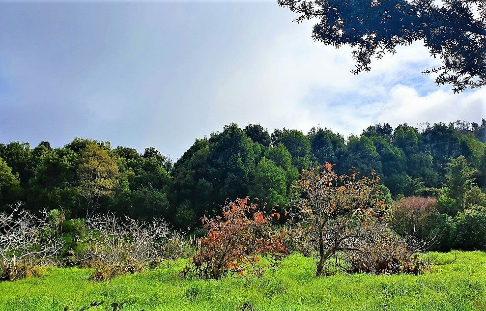 Waimamaku lifestyle with creek