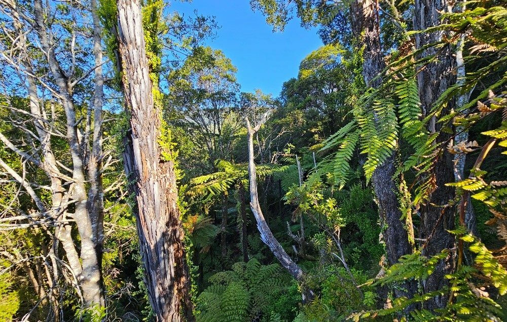 Waimamaku lifestyle with creek