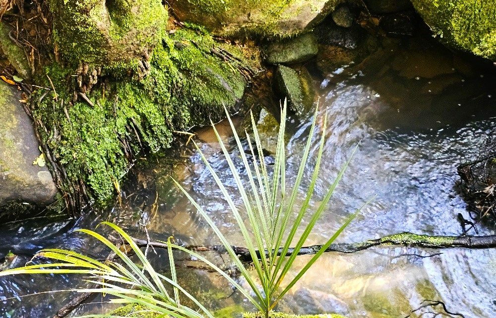 Waimamaku lifestyle with creek