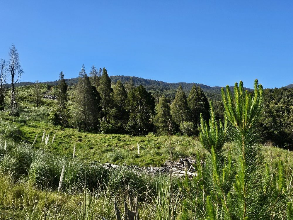 Waimamaku lifestyle with creek