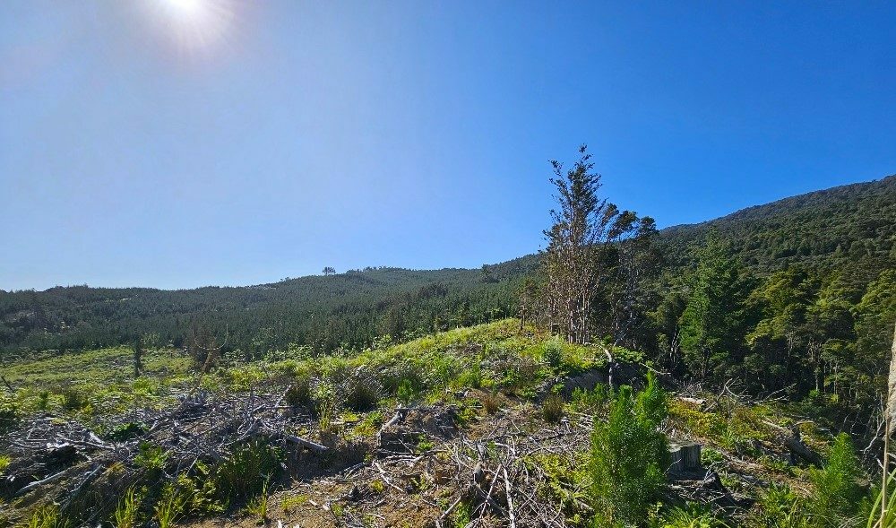 Waimamaku lifestyle with creek